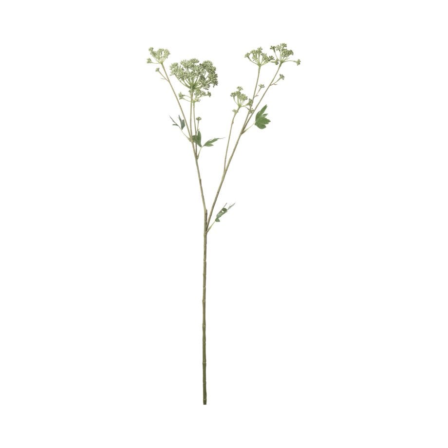 Mr Plant Angelica