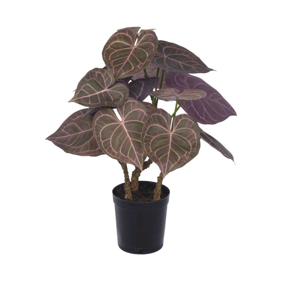 Mr Plant Anthurium