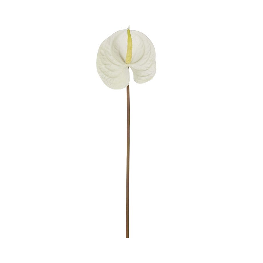 Mr Plant Anthurium