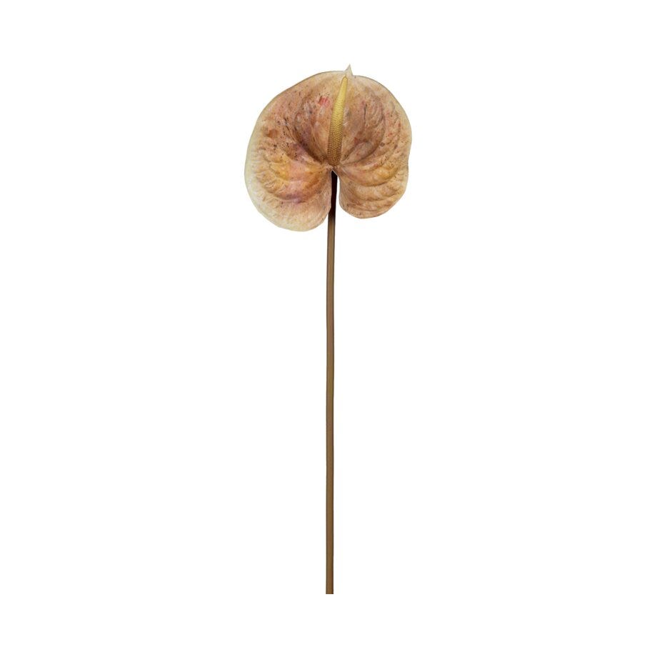 Mr Plant Anthurium