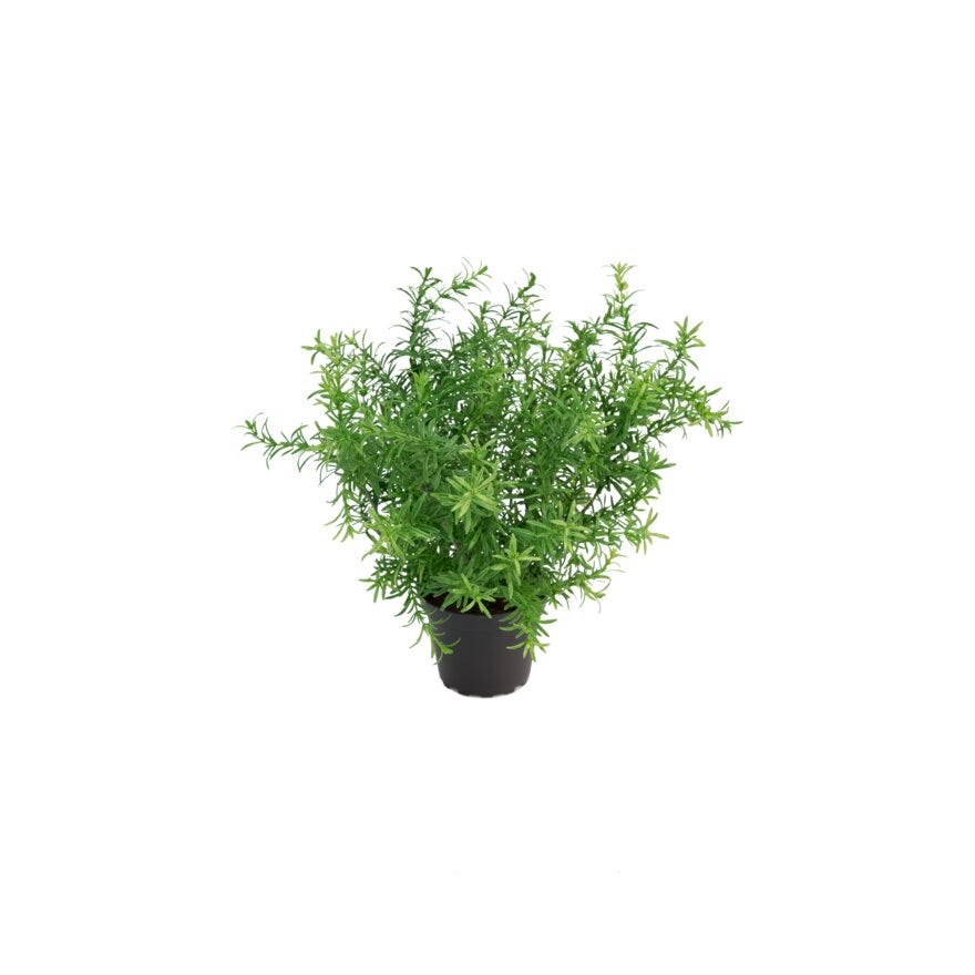 ASPARAGUS Kunstig plante H28 cm i Grønn