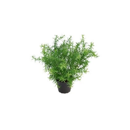 Asparagus kunstig plante H28