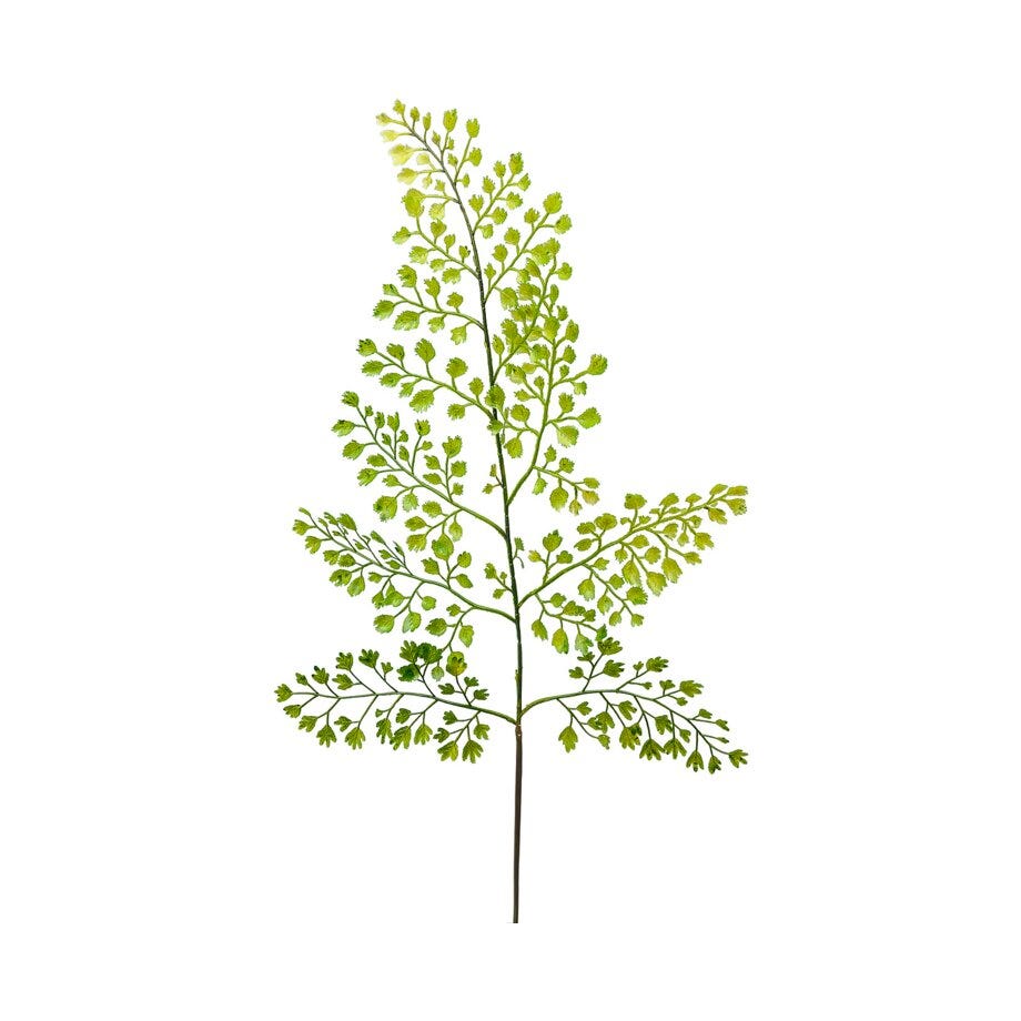 Mr Plant Asplenium