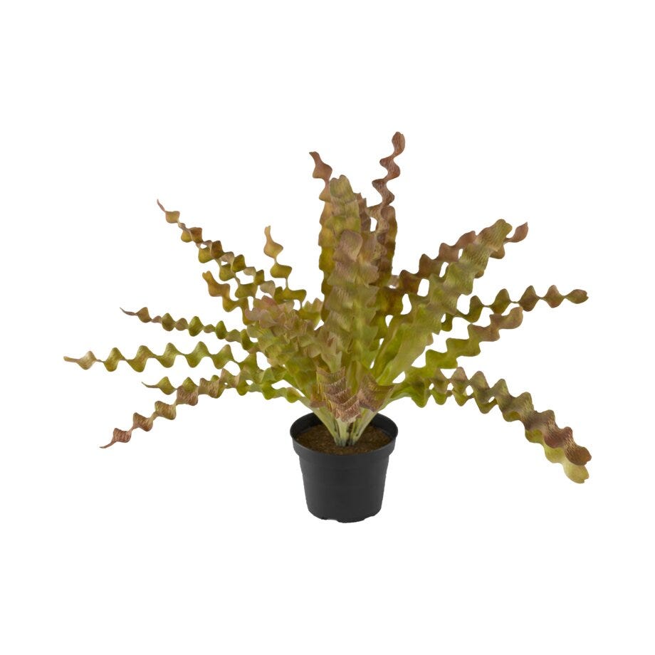 Mr Plant Asplenium