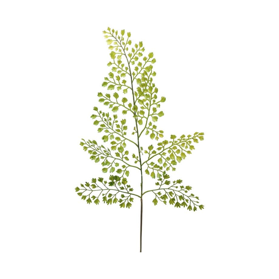 Mr Plant Asplenium
