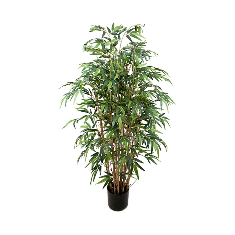 Mr Plant Bambus