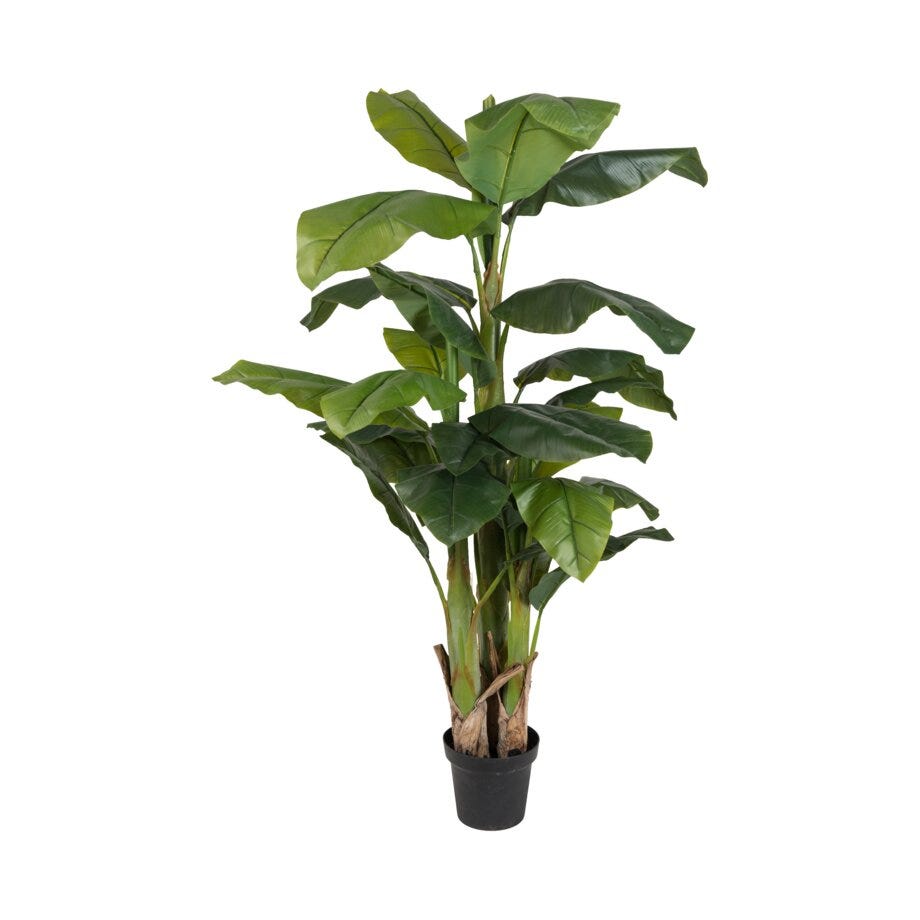 Mr Plant Bananplante