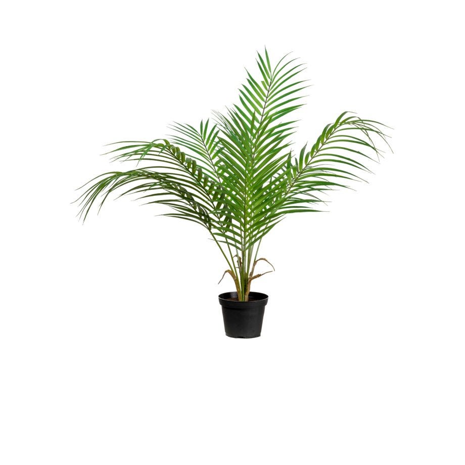 Mr Plant Bergspalme