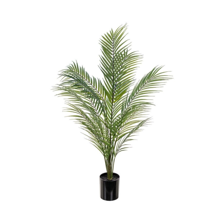 Mr Plant Bergspalme