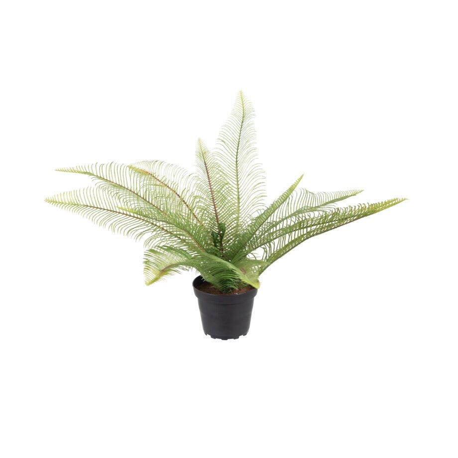 Mr Plant Bregne