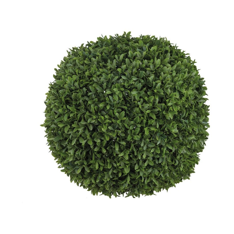 Mr Plant Buxbom