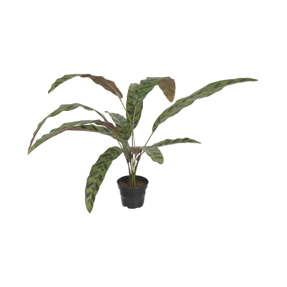 Mr Plant Calathea