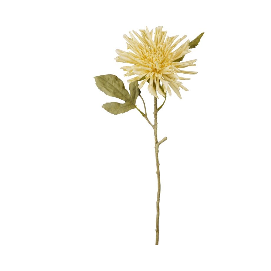 Mr Plant Chrysanthemum