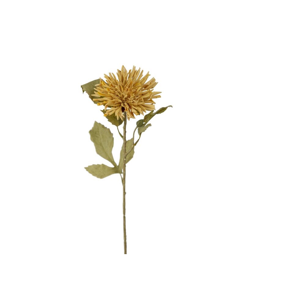 Mr Plant Chrysanthemum