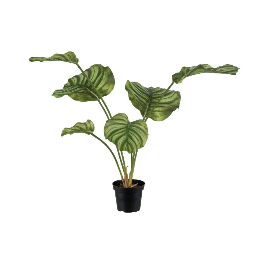 CALATHEA Kunstig plante H50 cm i Grønn