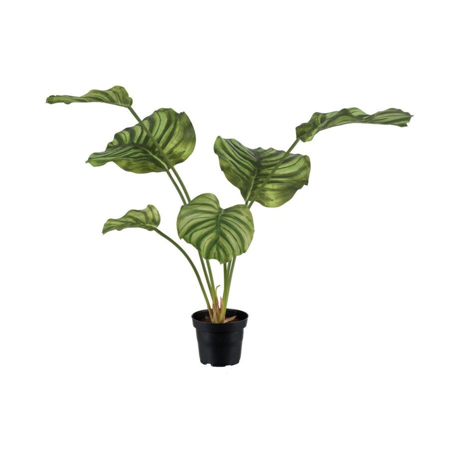 Mr Plant Calathea