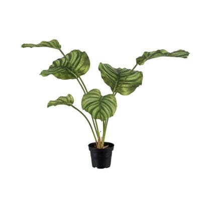 Calathea kunstig plante H50