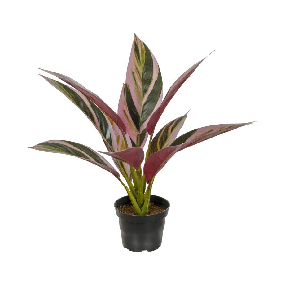 Mr Plant Cordyline