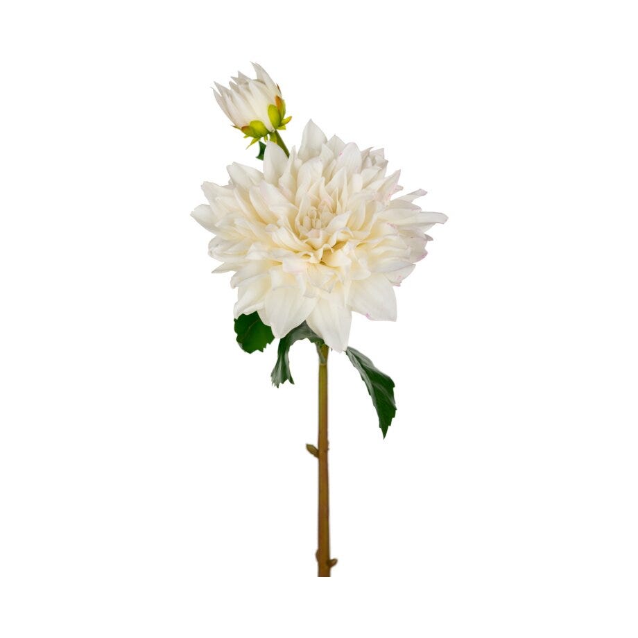 Mr Plant Dahlia
