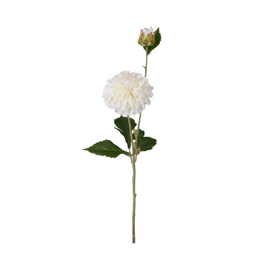 Mr Plant Dahlia
