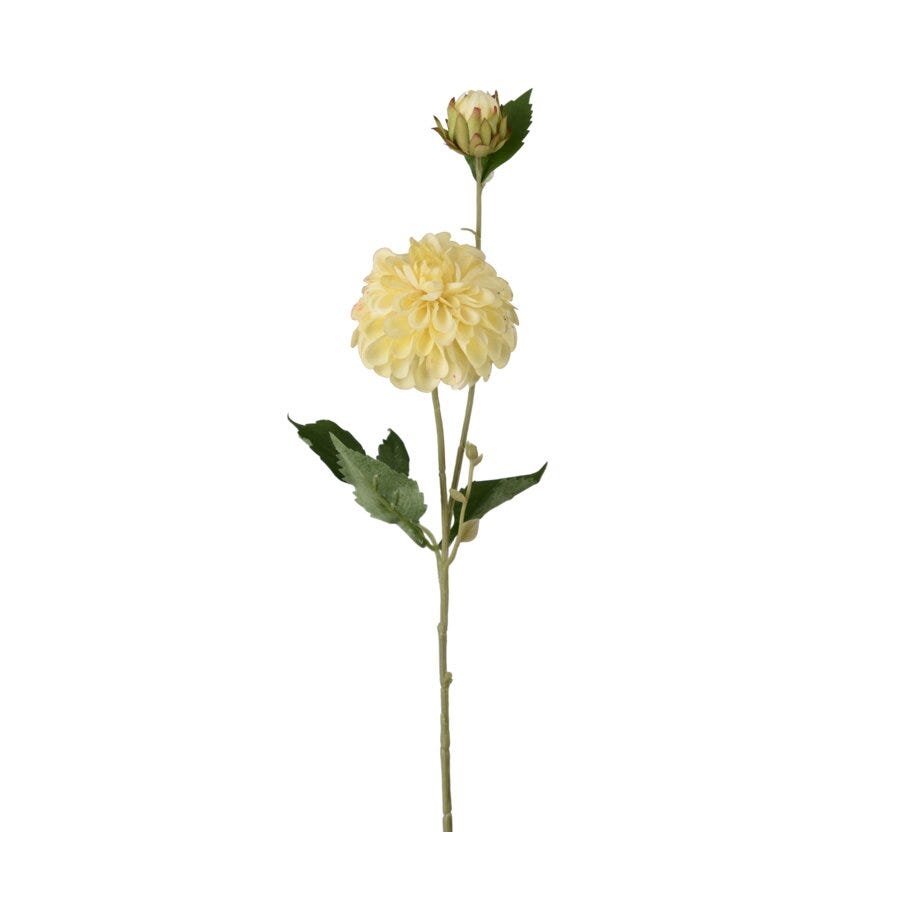 Mr Plant Dahlia