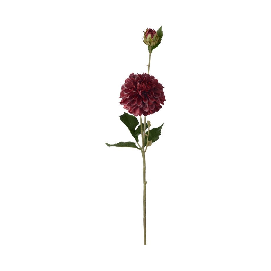 Mr Plant Dahlia