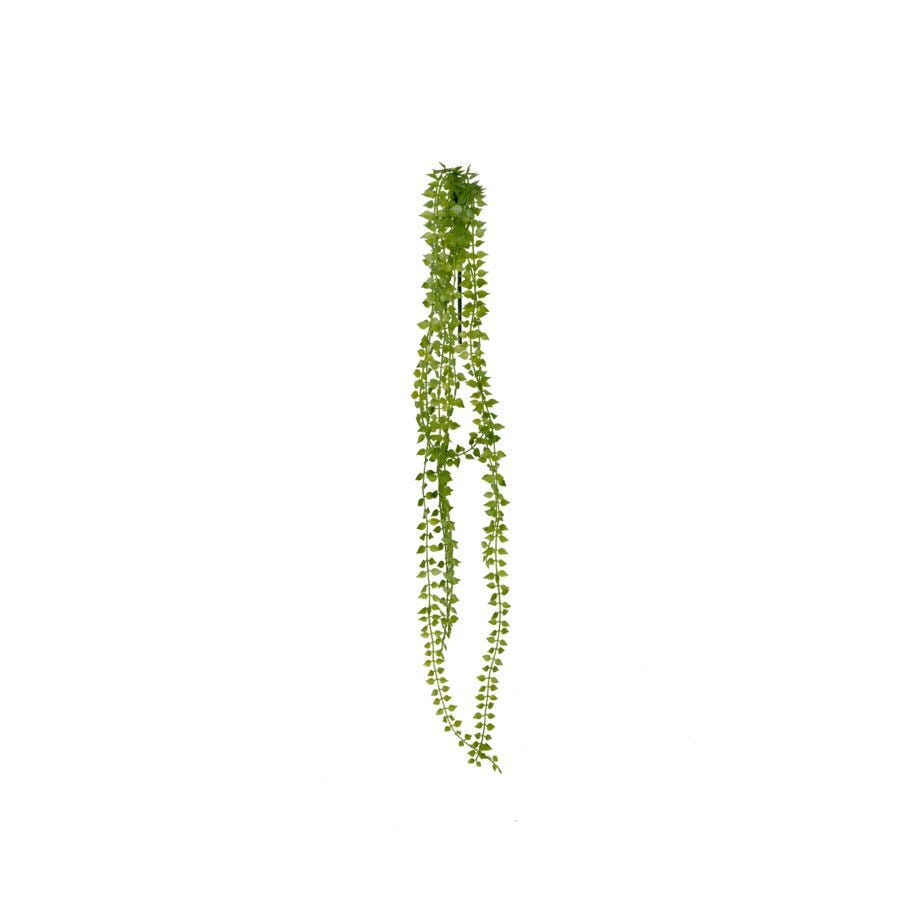 Mr Plant Dischidia