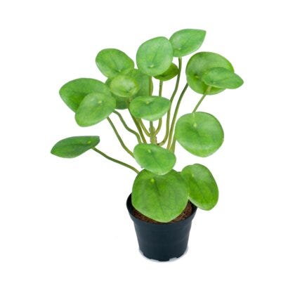Elefantøre kunstig plante H25