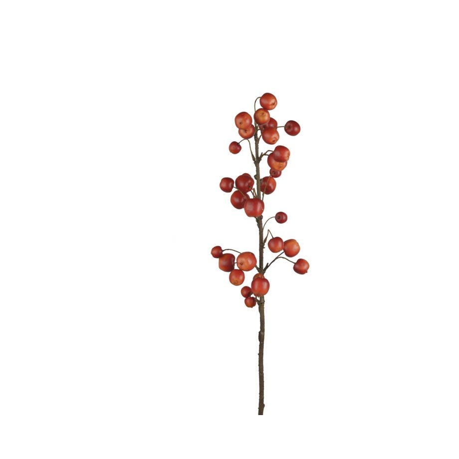 Mr Plant Eplekvist