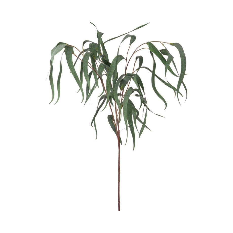 Mr Plant Eucalyptus