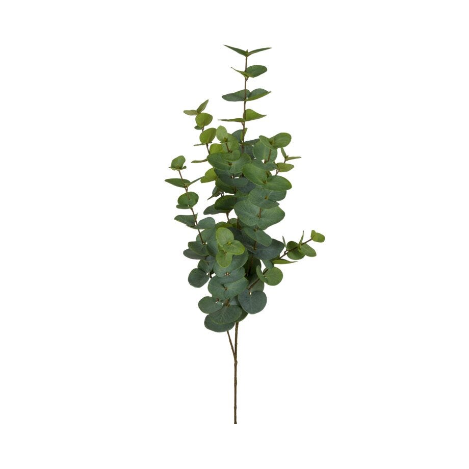 Mr Plant Eucalyptus
