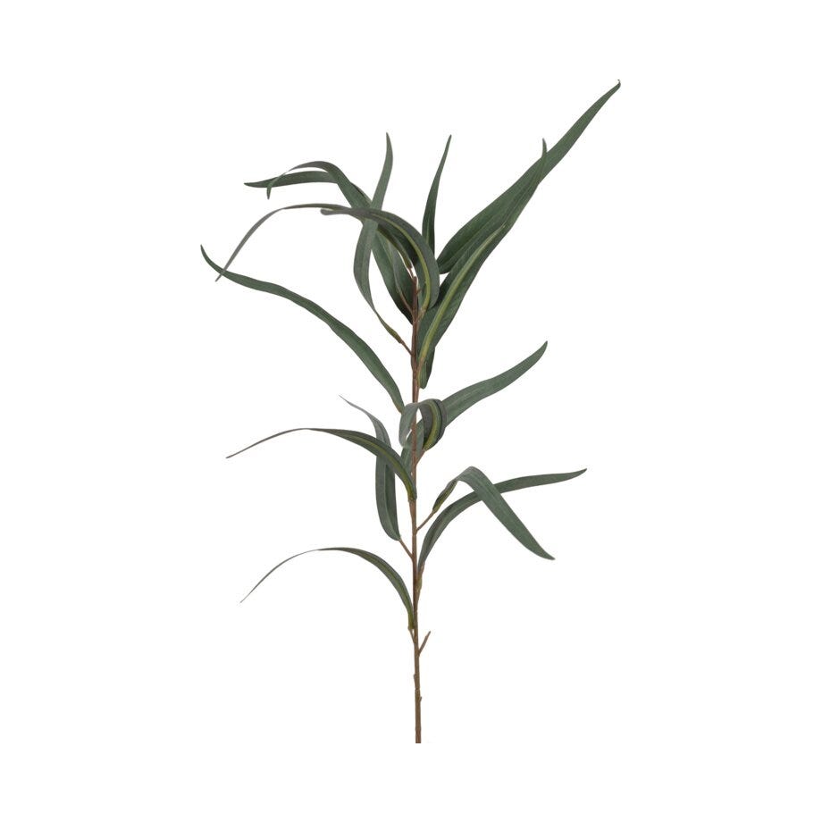 Mr Plant Eucalyptus