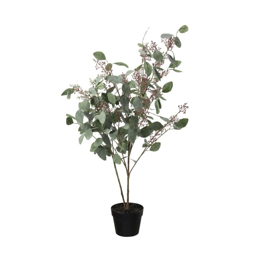 Mr Plant Eucalyptus