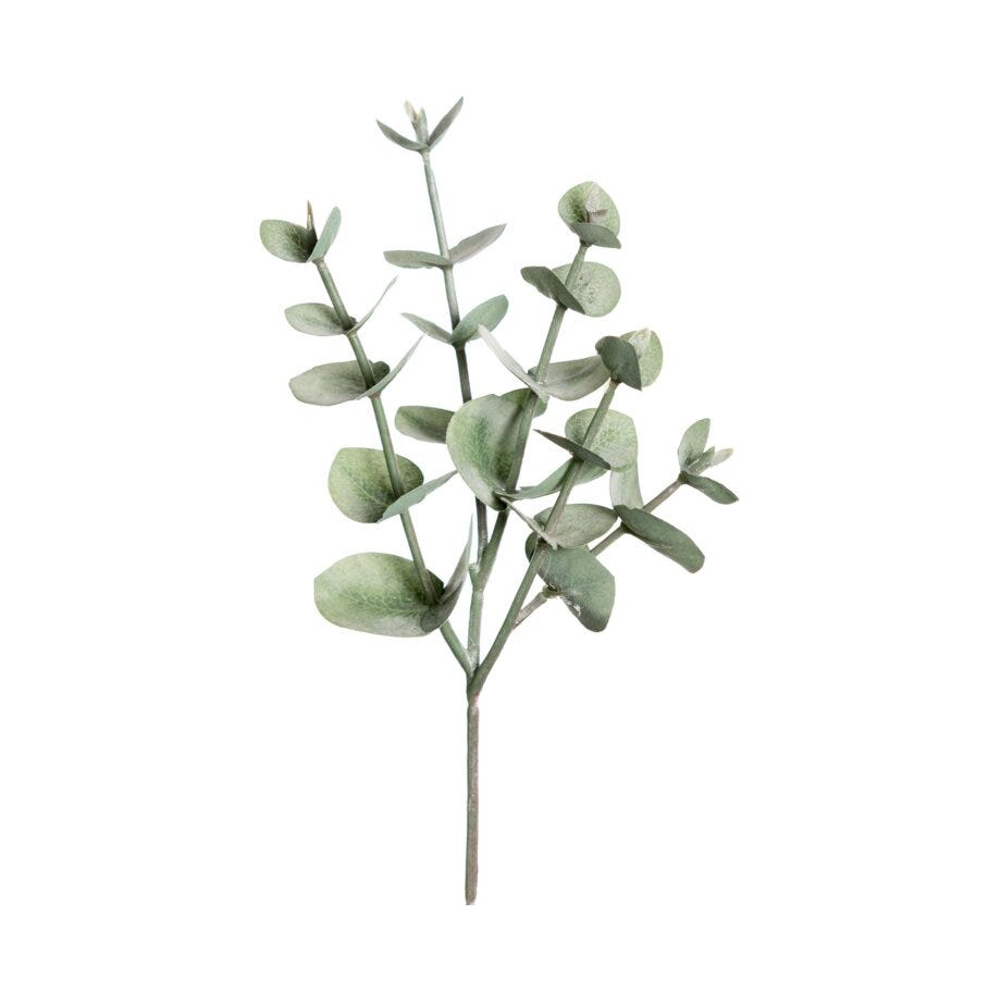 Mr Plant Eucalyptus