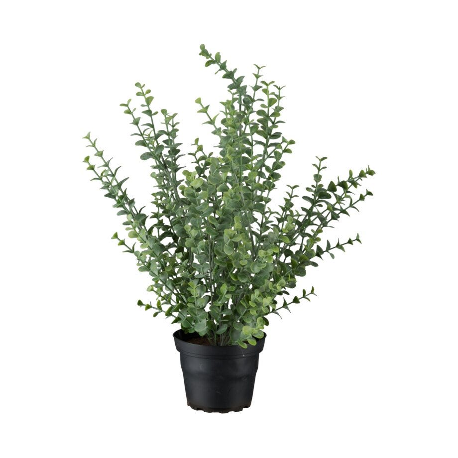 Mr Plant Eucalyptus