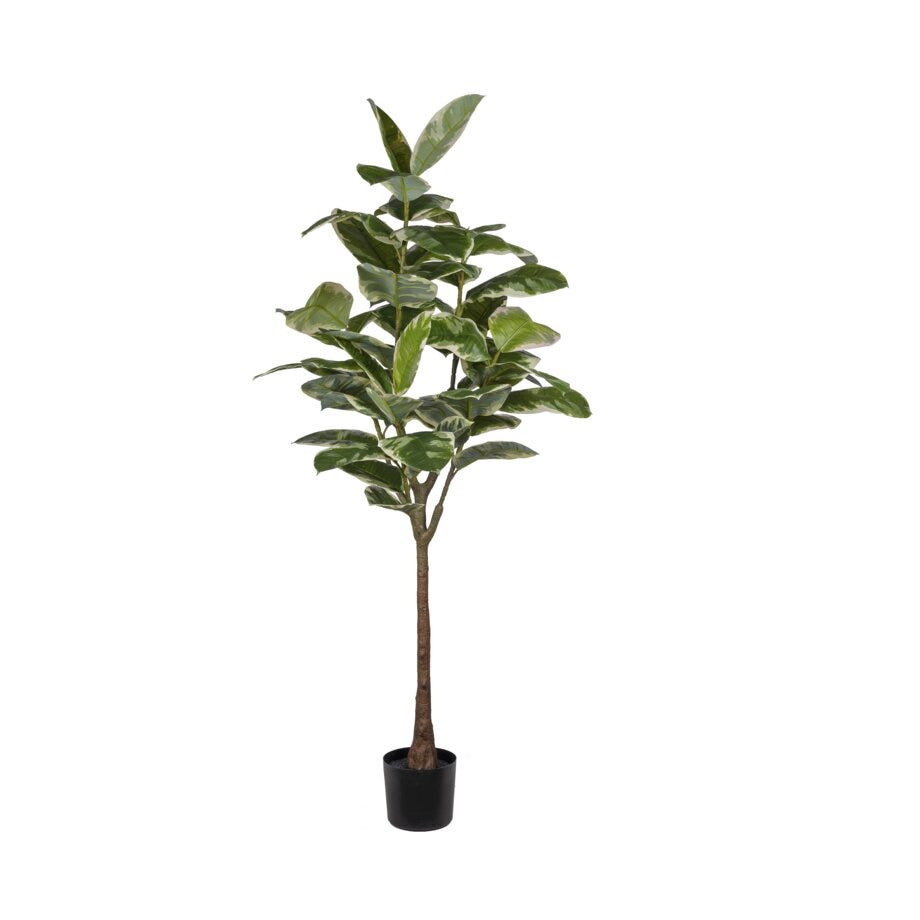 Mr Plant Ficus Elastica