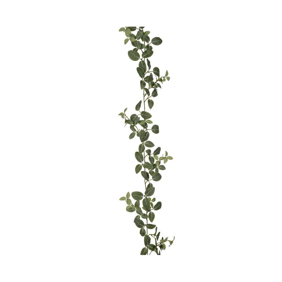 Mr Plant Fittonia