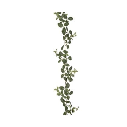 Fittonia girlander H180