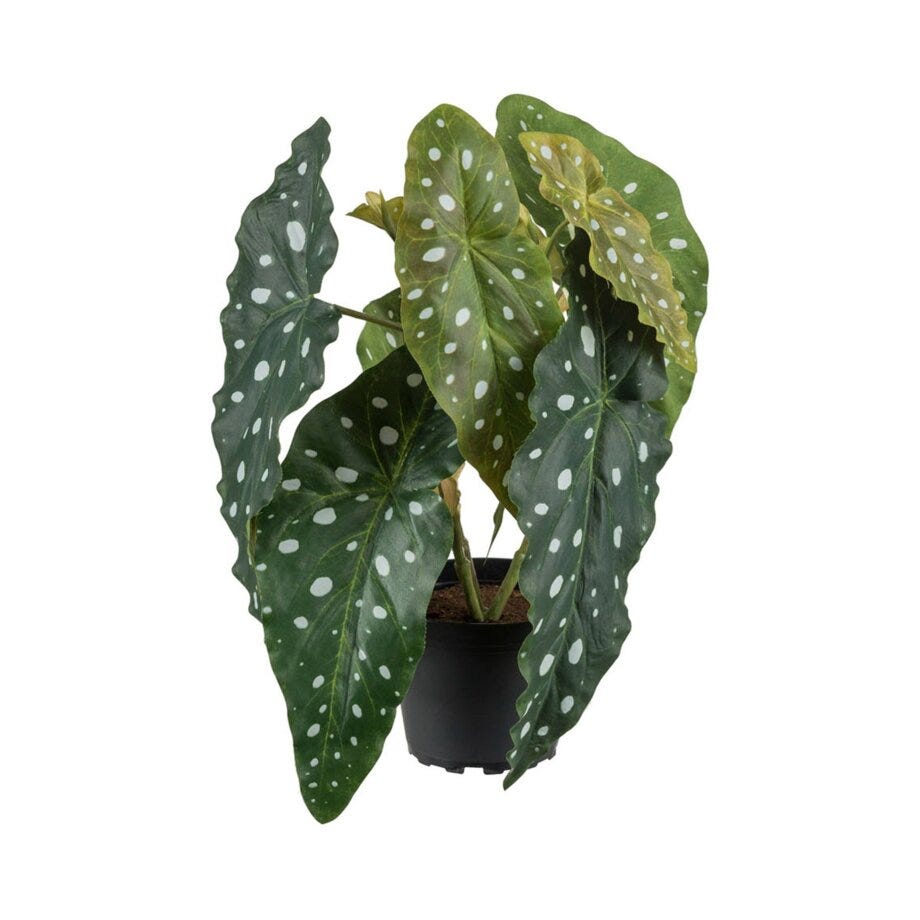 Mr Plant Forell Begonia