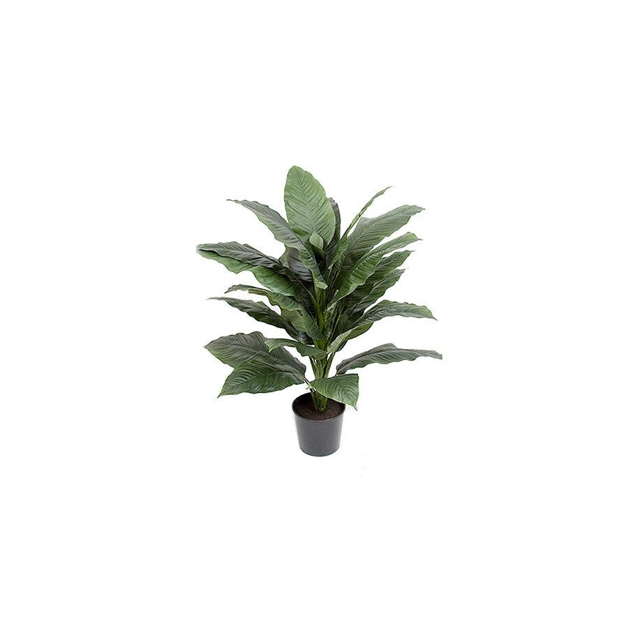 Mr Plant Fredslilje