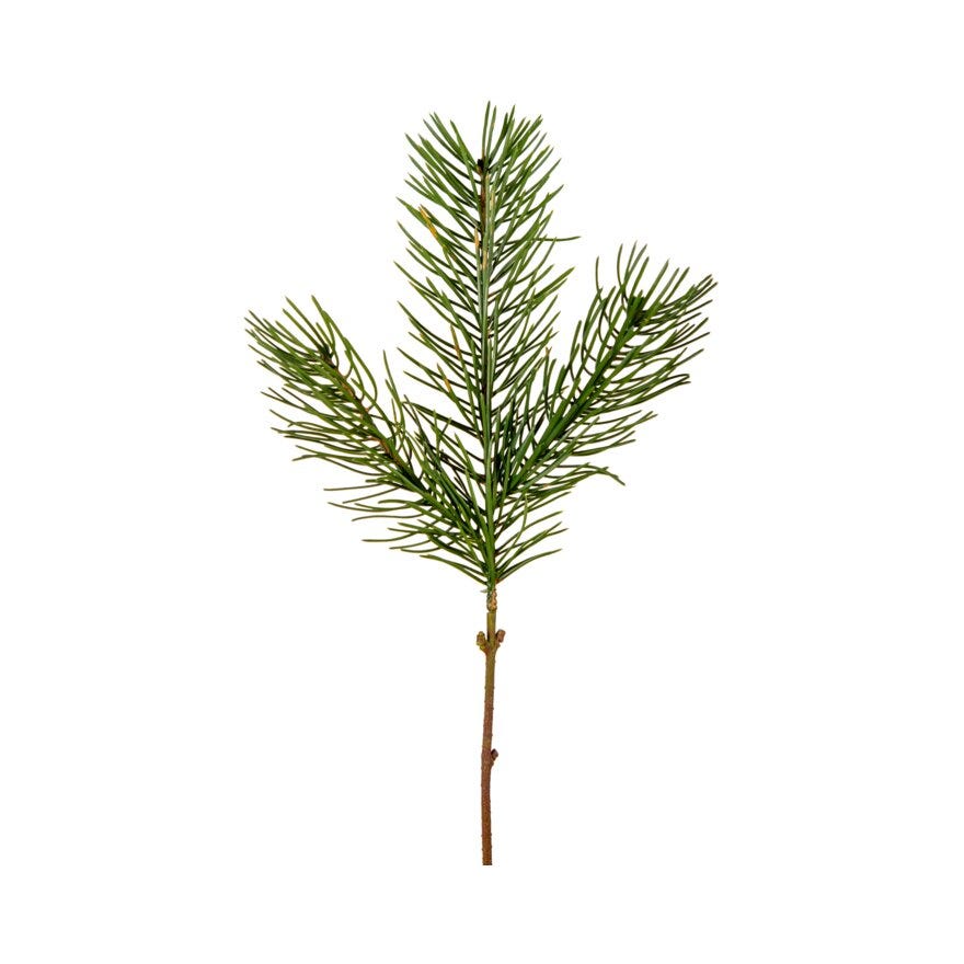 Mr Plant GRANKVIST Kvist H42 cm i Grønn