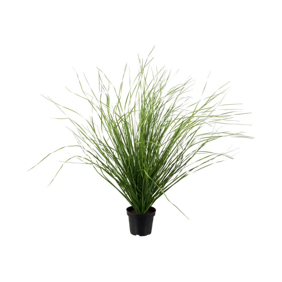 Mr Plant Gress
