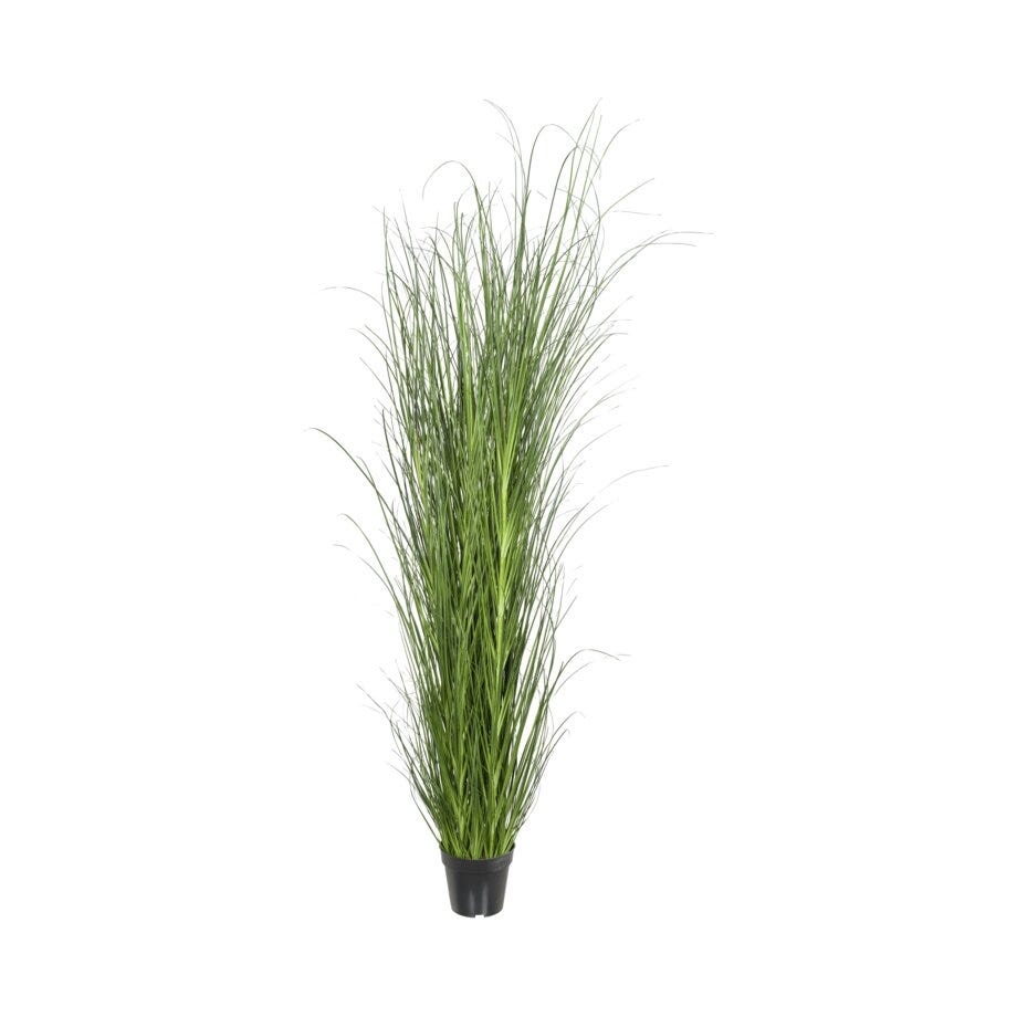 Mr Plant Gress