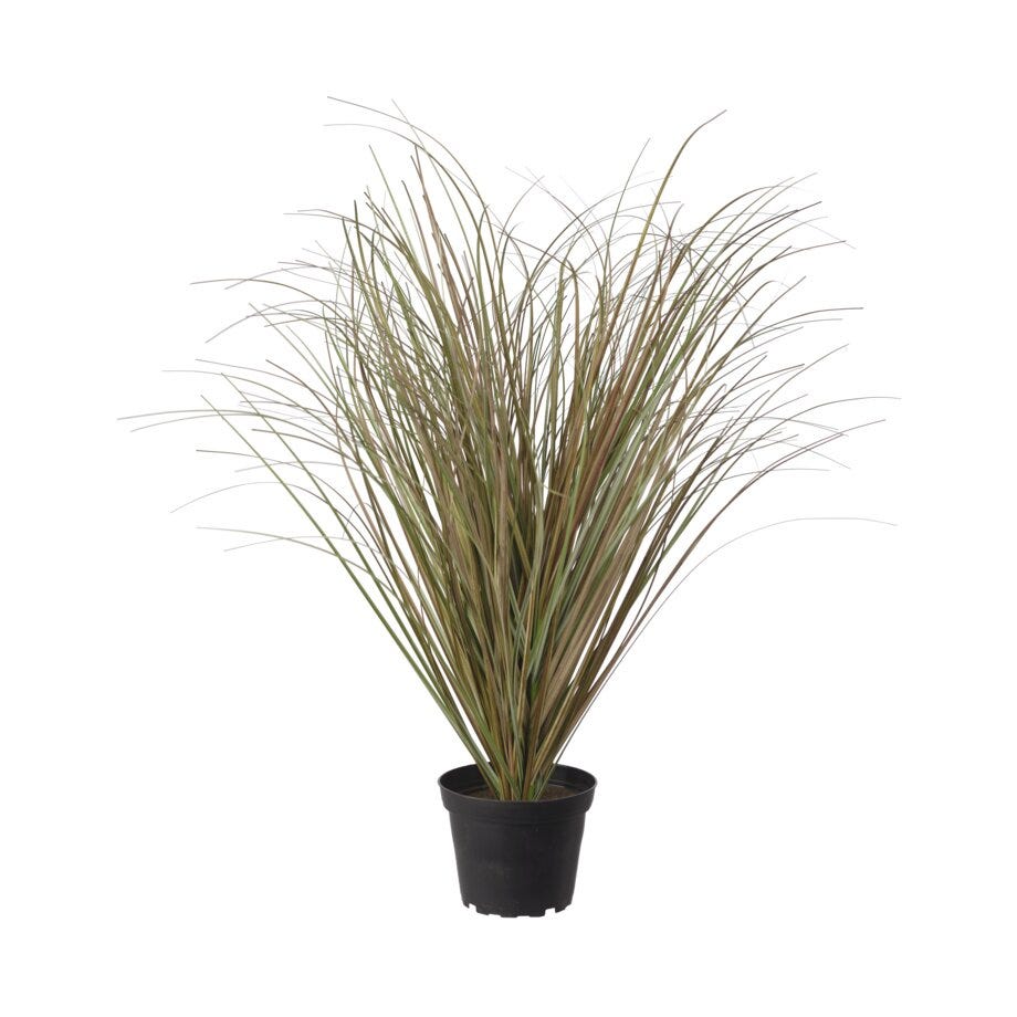 Mr Plant Gress