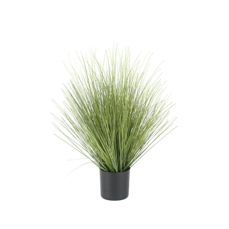 Mr Plant Gress