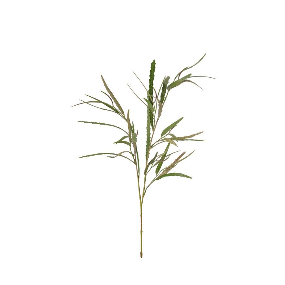 Mr Plant Grevillea