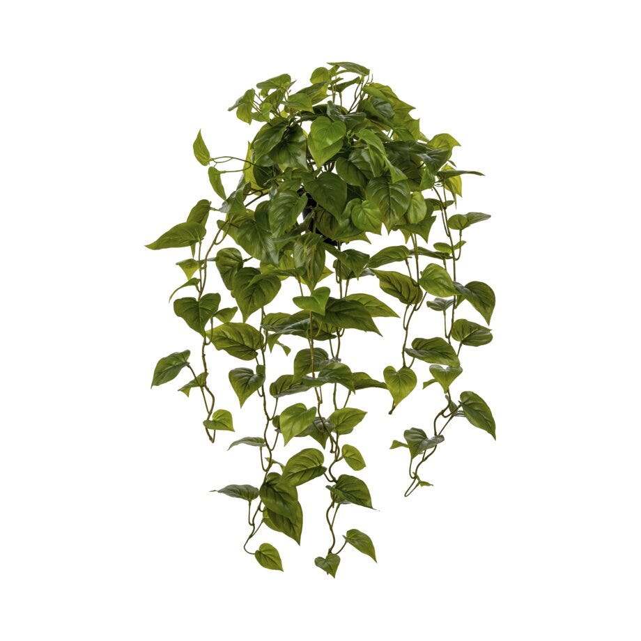 Mr Plant Gullranke