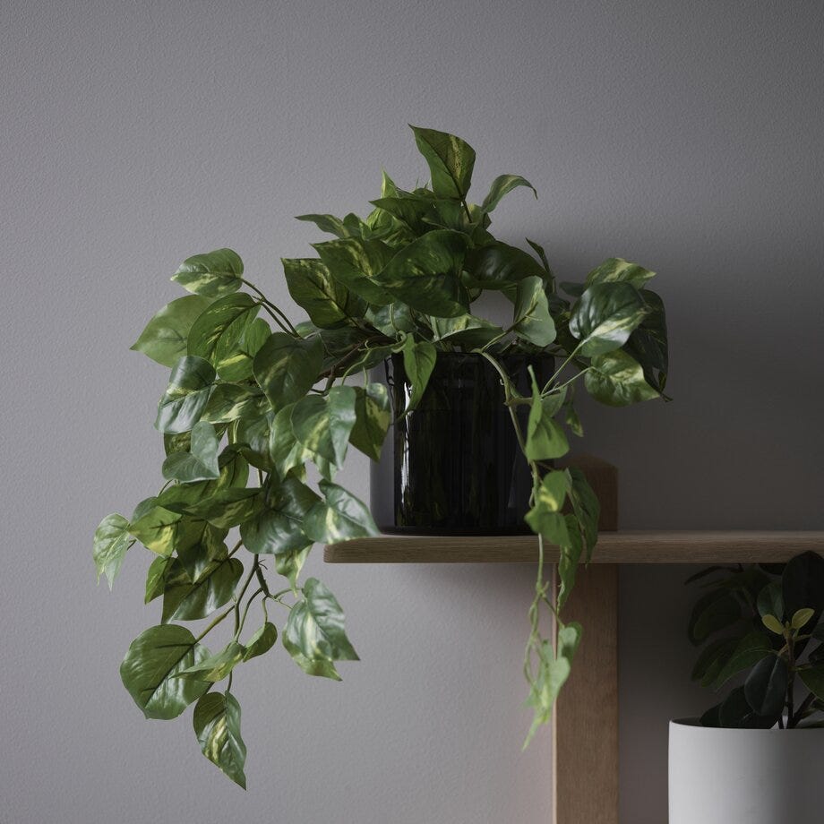 Mr Plant Gullranke
