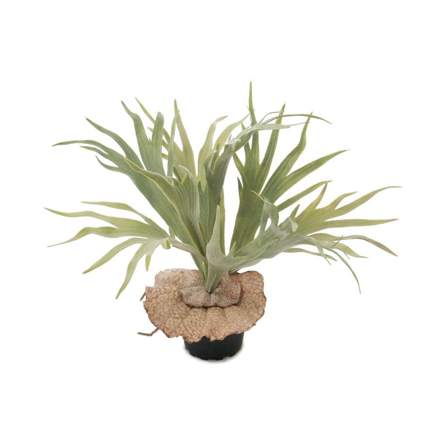Mr Plant Hjortehornbregne
