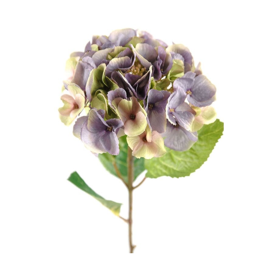 Mr Plant Hortensia